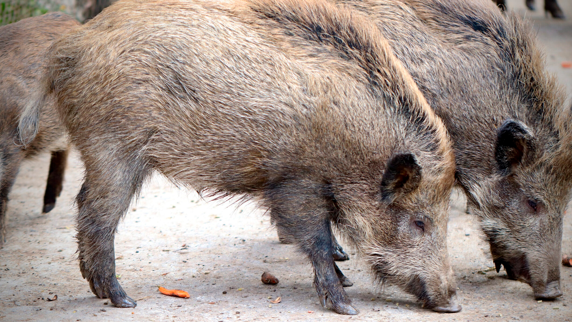 El virus de la pesta porcina detectat a Cerdanyola és “molt similar” al que s'utilitza en “infeccions experimentals” en laboratoris