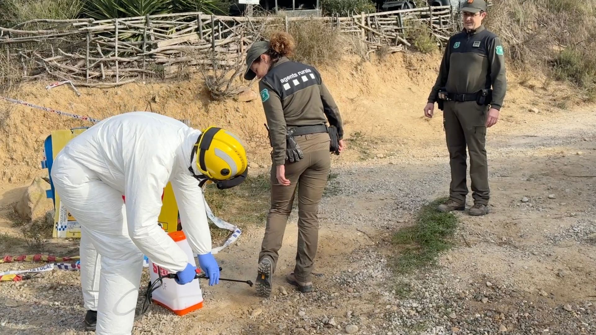 El ministeri d'Agricultura confirma tres positius més de pesta porcina africana i eleva el total a 16