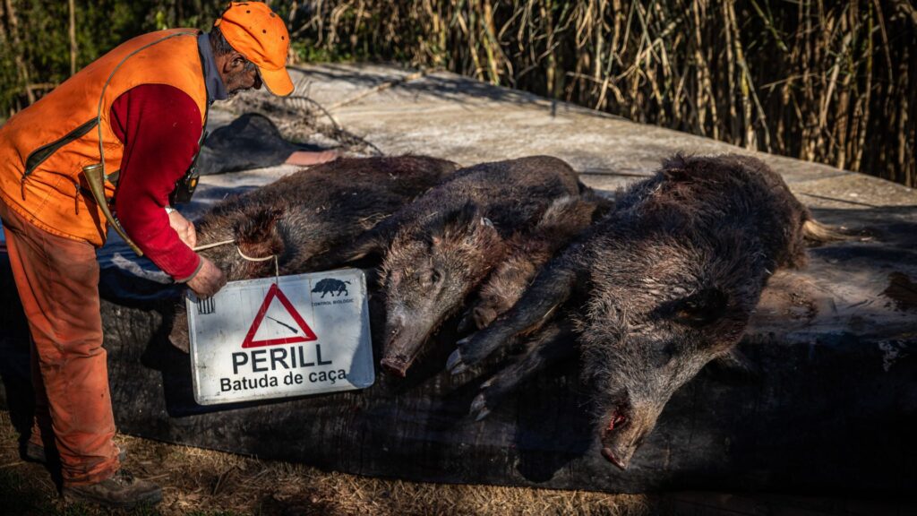 Alt: Confirmats 10 nous senglars morts per pesta porcina africana dins del primer focus