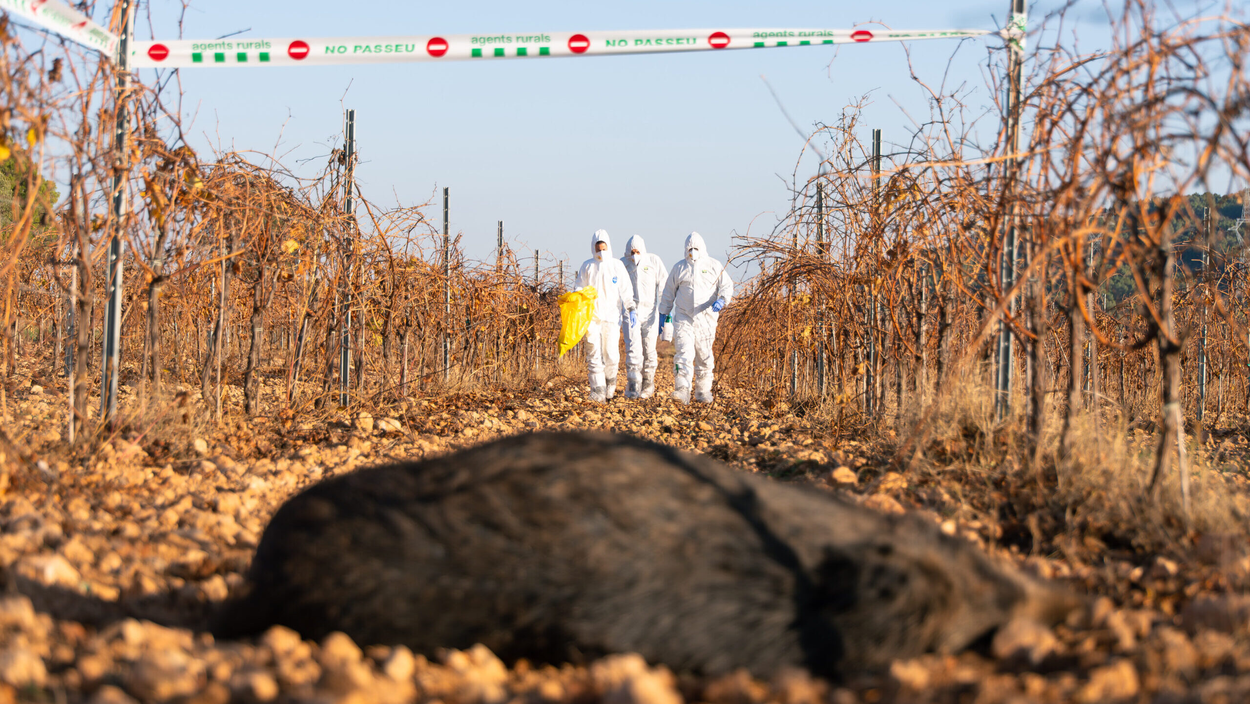 El Govern anuncia 18 senglars més morts per pesta porcina dins del focus de Cerdanyola