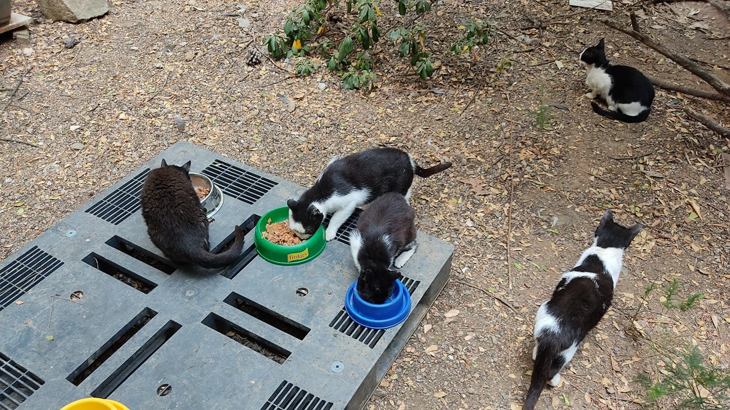 L’Ajuntament obre una via de diàleg amb TMA per garantir l’accés a una colònia de gats