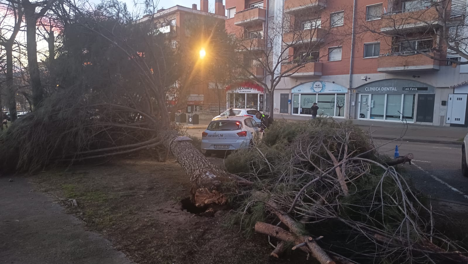 Un pi de grans dimensions cau a l'avinguda de Francesc Macià