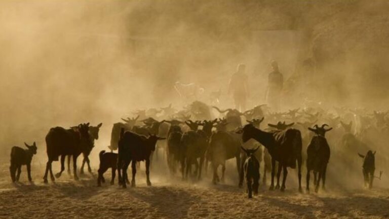 Inauguració d'exposició de Qgat Foto: 'Transhumància', de Carles Ortiz - Imatge destacada