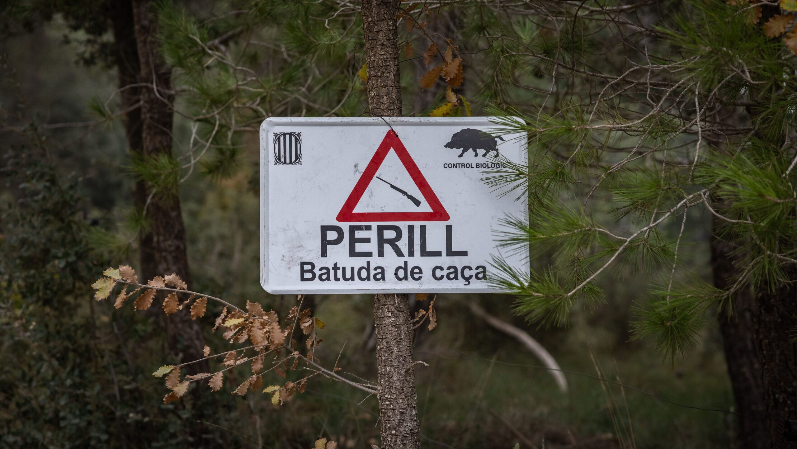 Entitats ecologistes de Collserola rebutgen el pla de la Generalitat contra el senglar