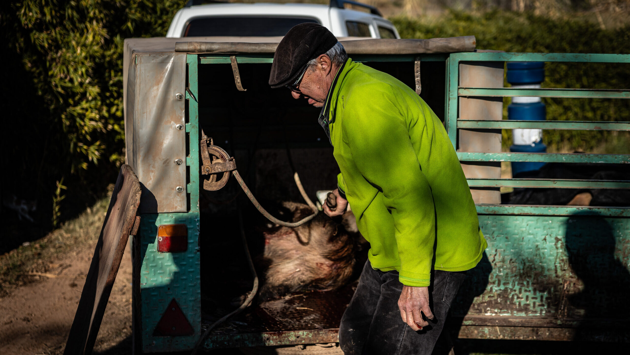 Quatre nous casos de pesta porcina africana a Sant Cugat eleven el total a 232 positius