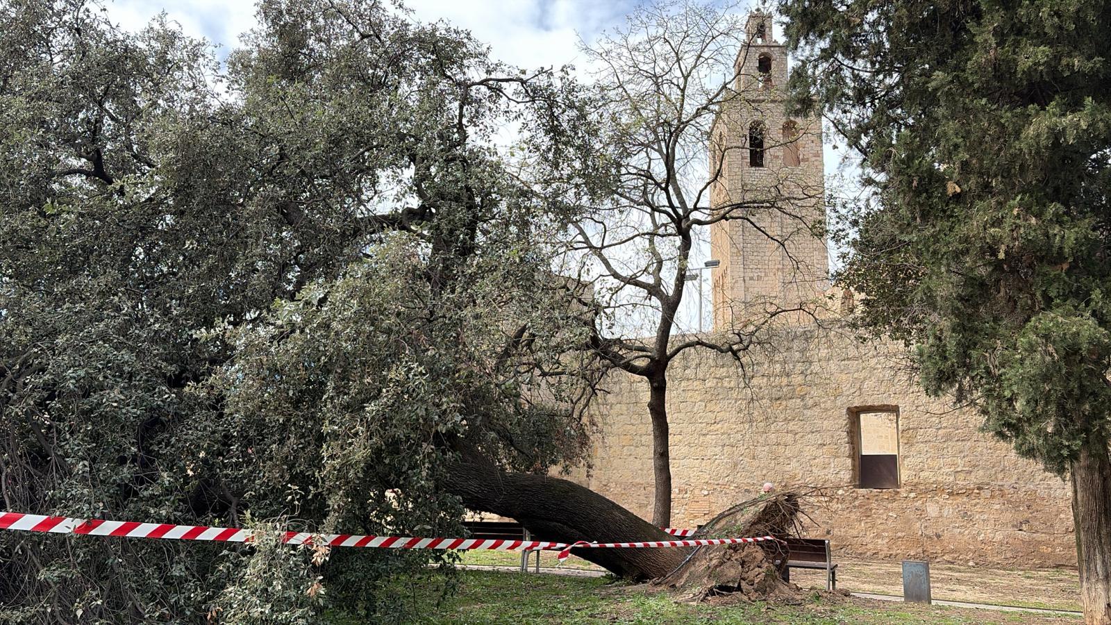 Cau un nou arbre de grans dimensions a Sant Cugat
