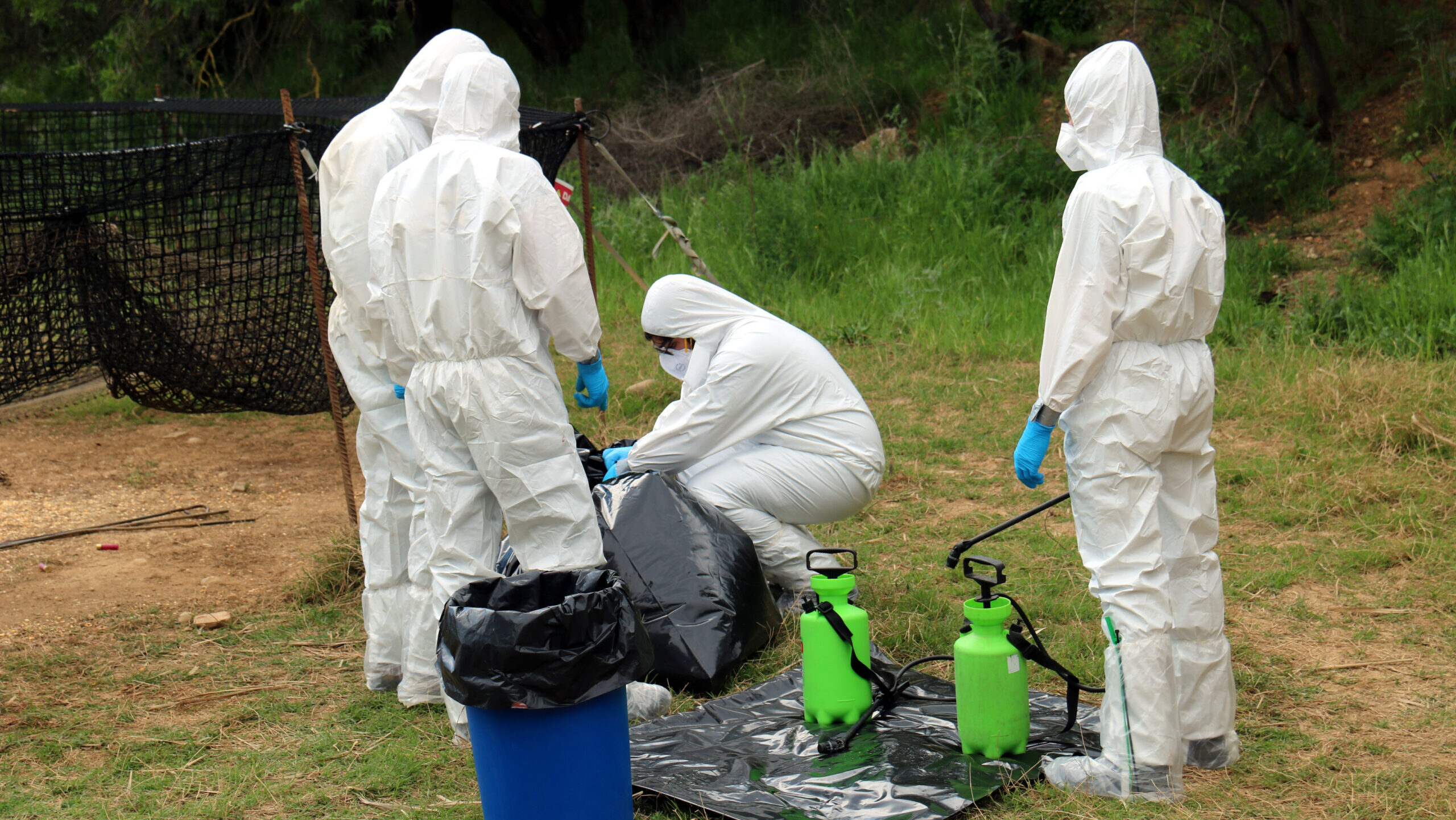 La Generalitat activa un reforç de 7 milions per frenar la pesta porcina africana