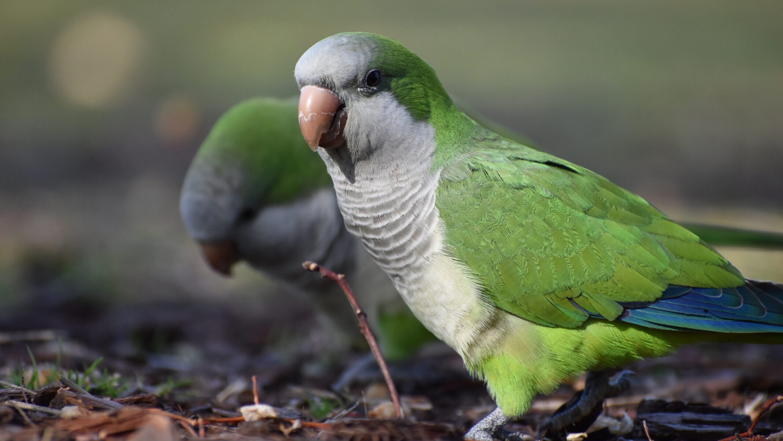 “És llençar els diners”: la Plataforma Animalista qüestiona l’eficàcia del nou control d'aus a Sant Cugat