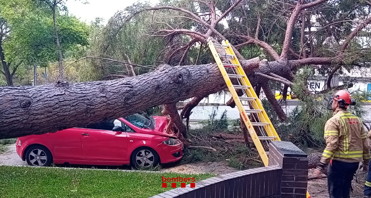 Un ferit lleu per la caiguda d'un arbre de grans dimensions a l'avinguda Rius i Taulet de Sant Cugat