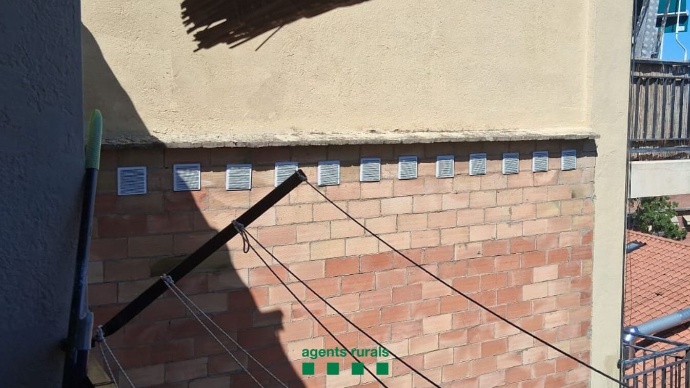 Denunciat per tapar nius de falciot amb reixetes de ventilació a Sant Cugat