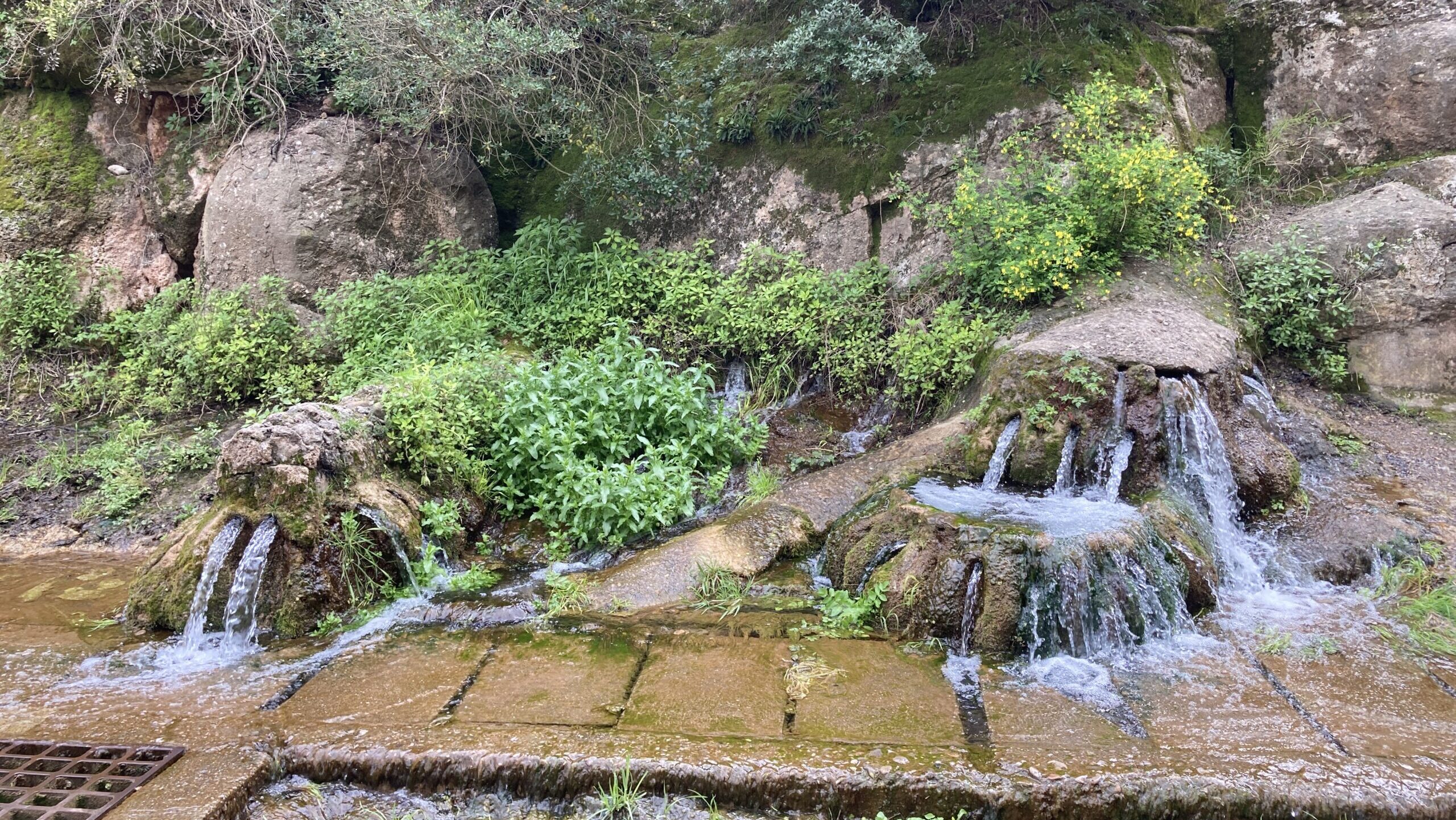 5 plans de natura més enllà de Collserola per evitar les restriccions de la pesta porcina
