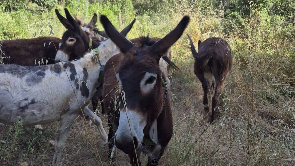 Valldoreix reordena 11.000 euros per reforçar el control de la vespa asiàtica i donar suport al pasturatge forestal