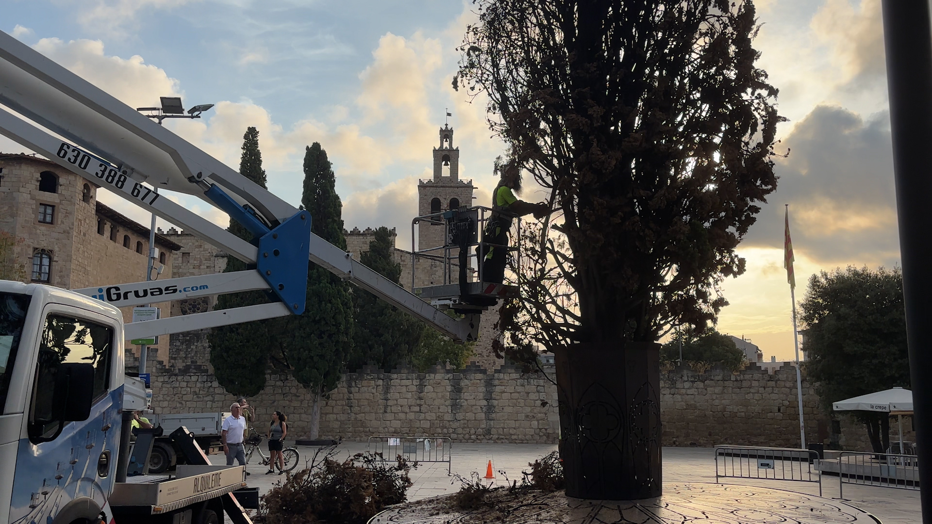 L'Ajuntament tala el xiprer de la plaça d'Octavià